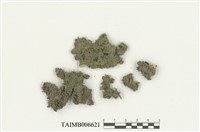 藏品(細鱗蘚屬)的圖片